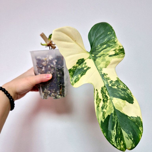 필로덴드론 비페니폴리움 바리에가타