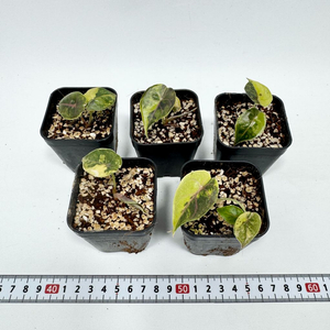 알로카시아 아즈라니 옐로우 바리에가타