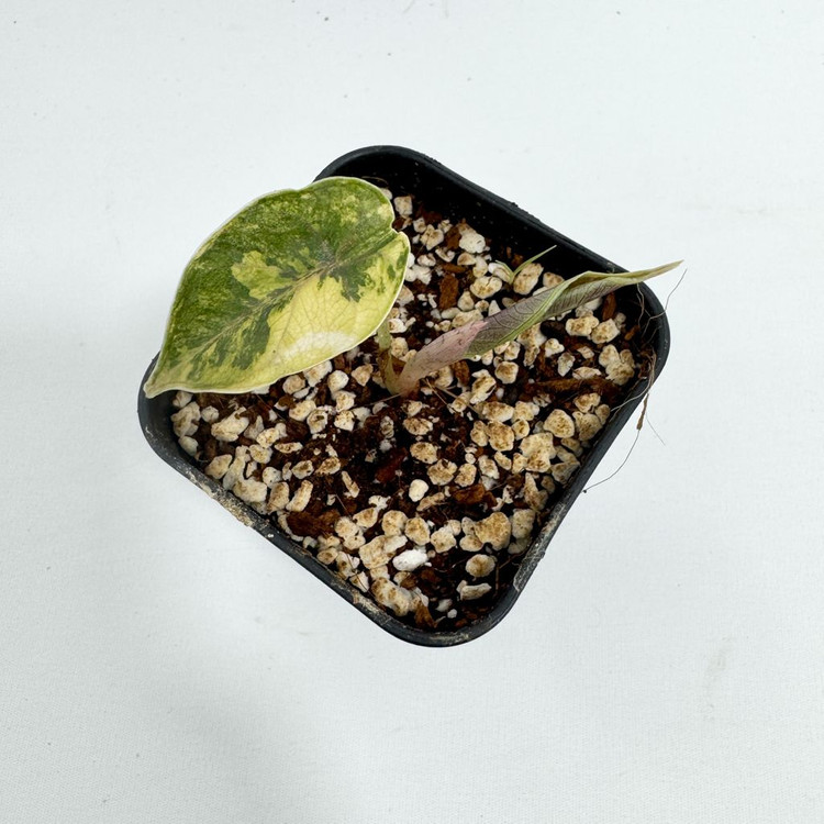 알로카시아 아즈라니 옐로우 바리에가타--1