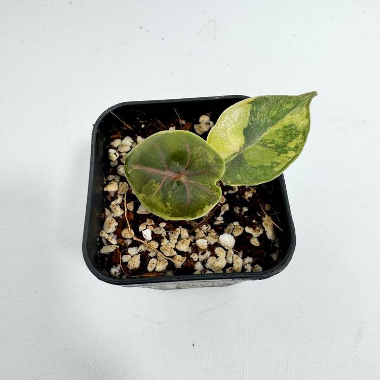 알로카시아 아즈라니 옐로우 바리에가타--2