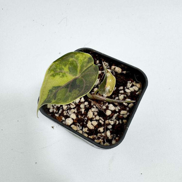 알로카시아 아즈라니 옐로우 바리에가타--3