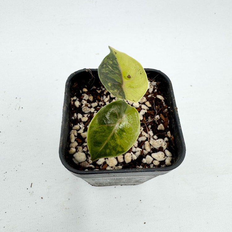 알로카시아 아즈라니 옐로우 바리에가타--5