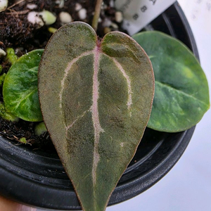 안스리움 미스틱A88미쉘