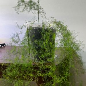 아스파라거스 수아베올렌스 이미지