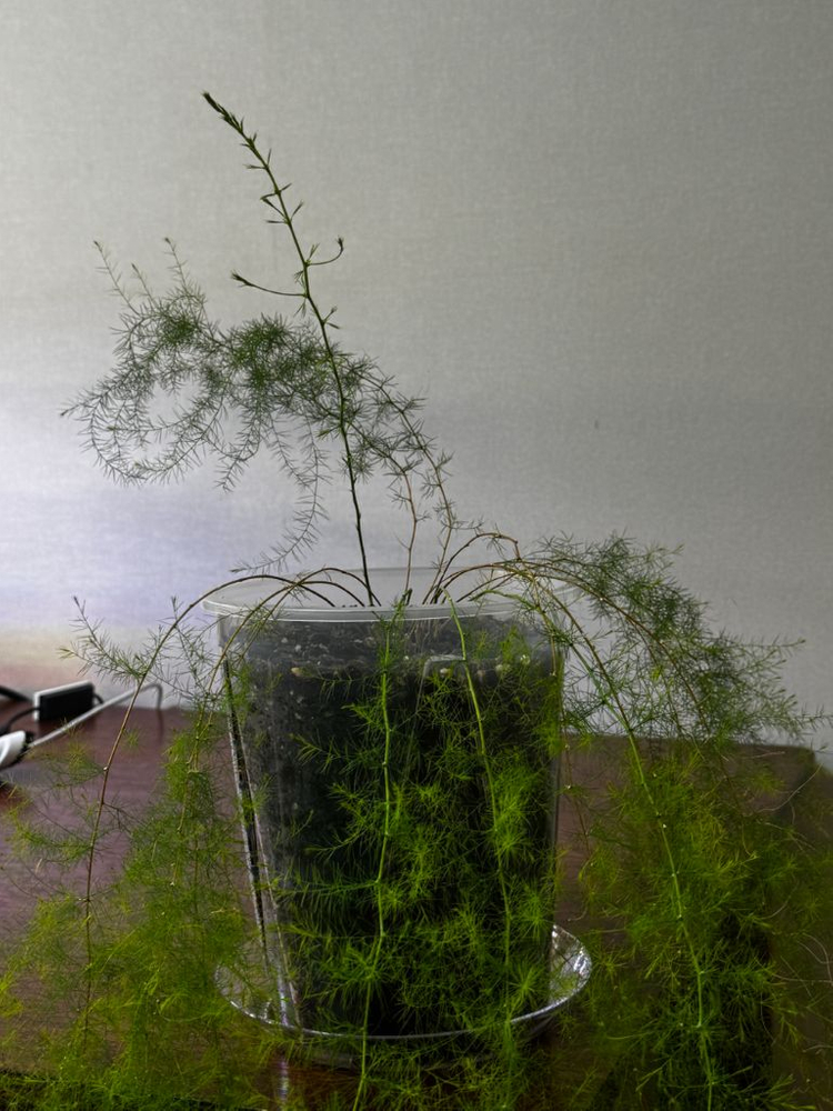 아스파라거스 수아베올렌스 이미지