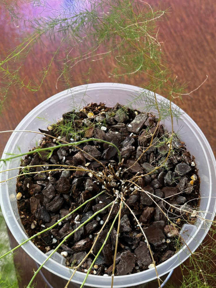 아스파라거스 수아베올렌스 이미지