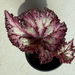 렉스베고니아 우드번