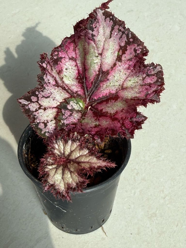 렉스베고니아 우드번--1