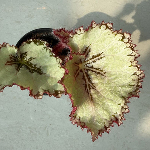 렉스베고니아 ds-화이트스웨이드