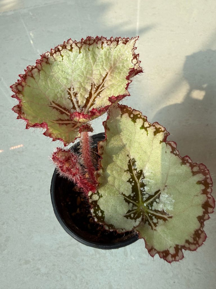 렉스베고니아 ds-화이트스웨이드--1