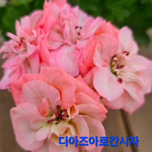 디아즈아로간시자 노르웨이제라늄