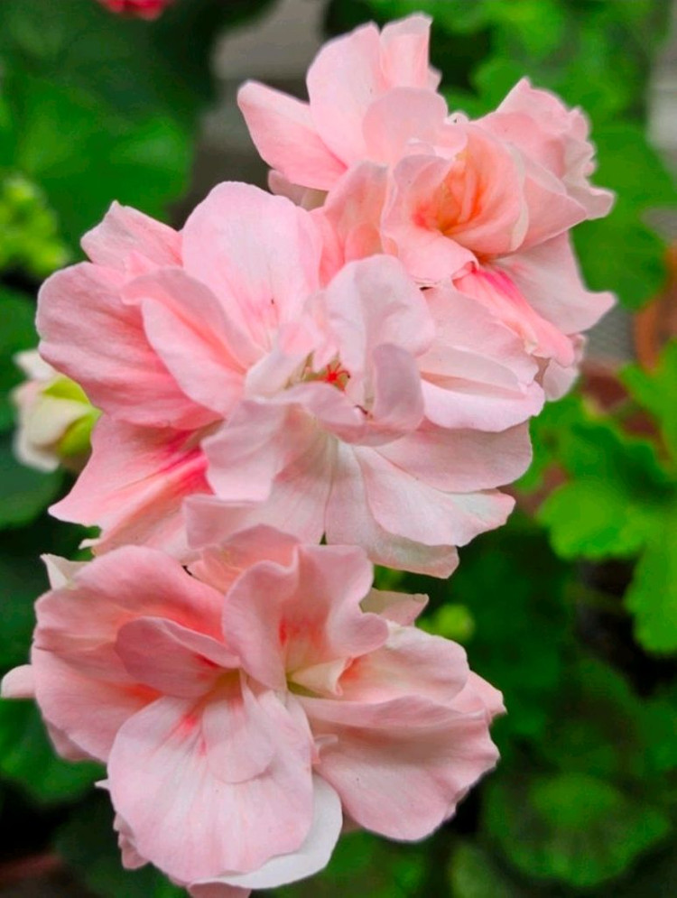 디아즈아로간시자 노르웨이제라늄--1