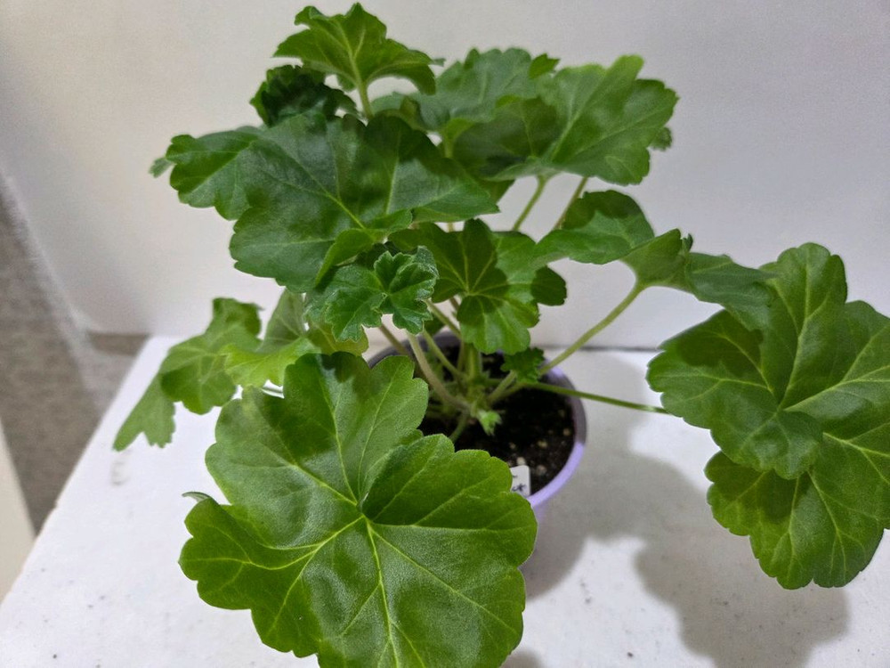 디아즈아로간시자 노르웨이제라늄--2