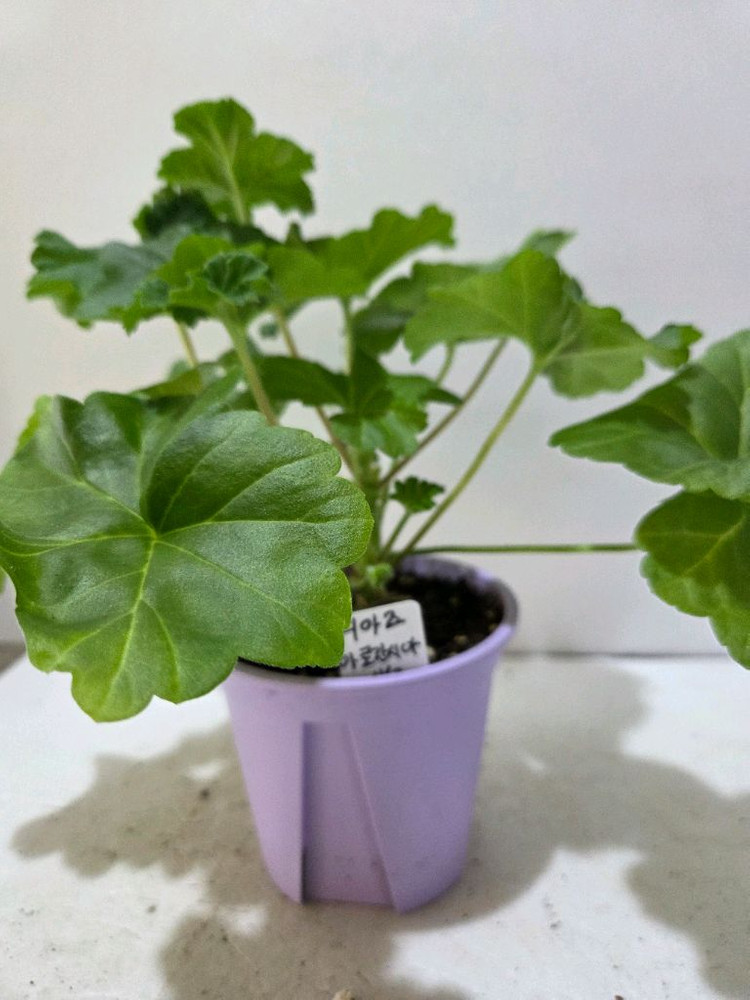 디아즈아로간시자 노르웨이제라늄--3