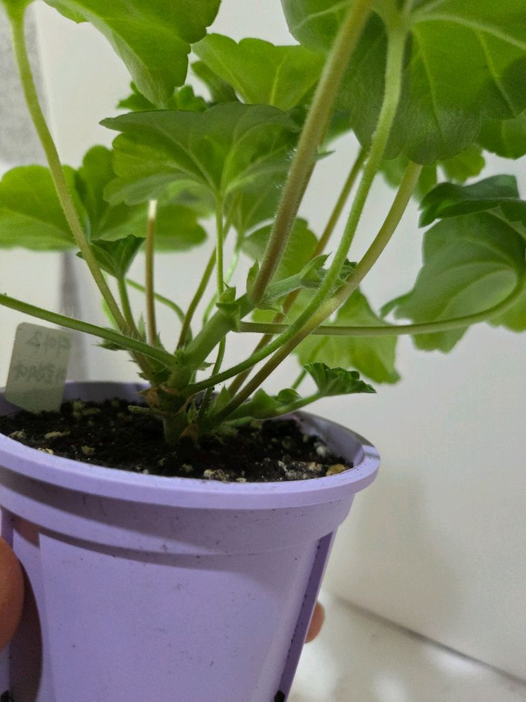 디아즈아로간시자 노르웨이제라늄--4