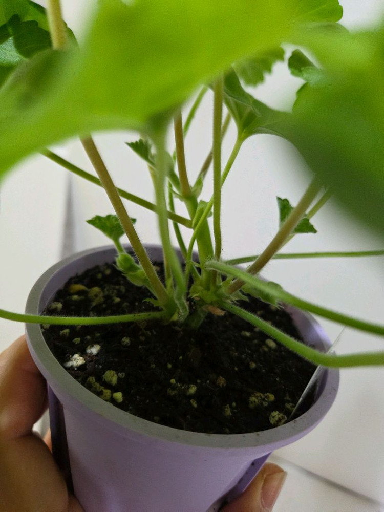 디아즈아로간시자 노르웨이제라늄--5