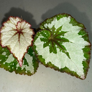 렉스베고니아 그린골드