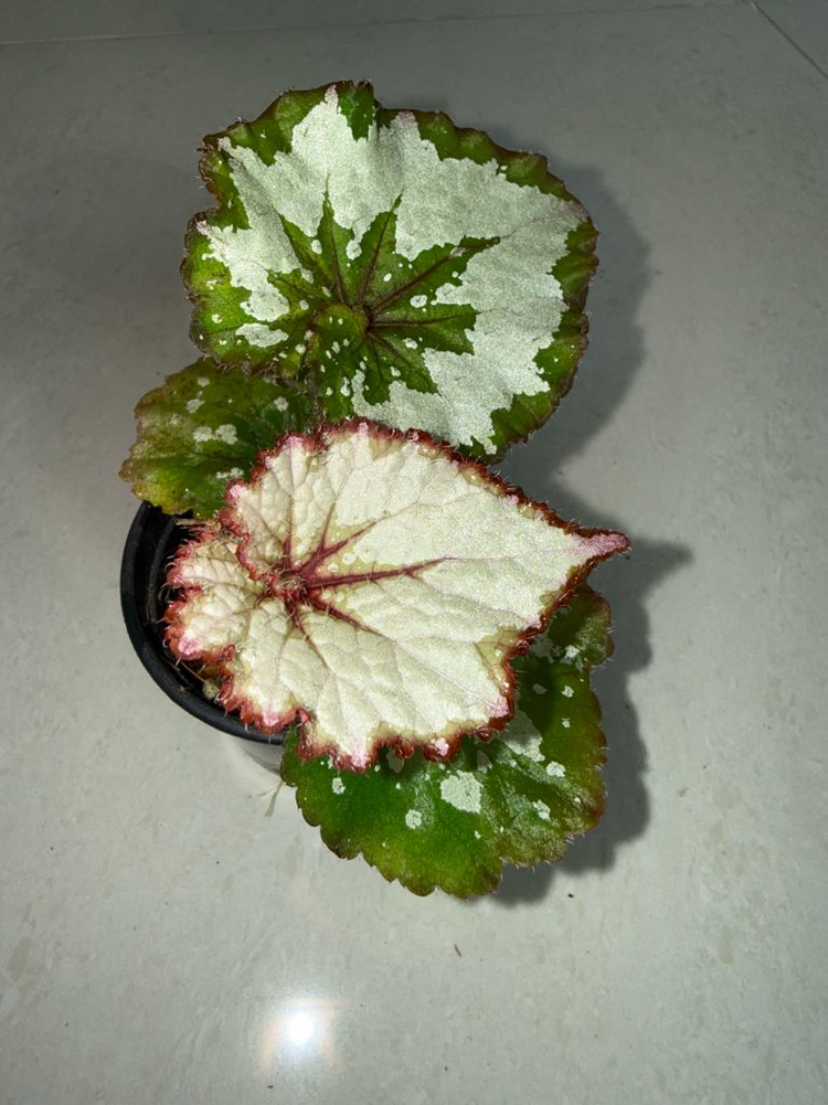 렉스베고니아 그린골드--1