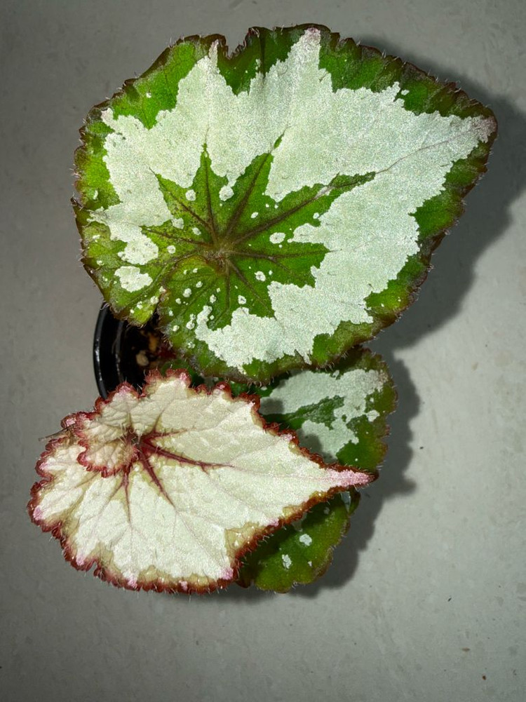 렉스베고니아 그린골드--2