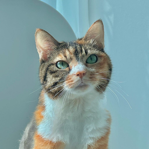 클리오 팔레트 자두자두 제철이야 새상품 구합니다. 이미지