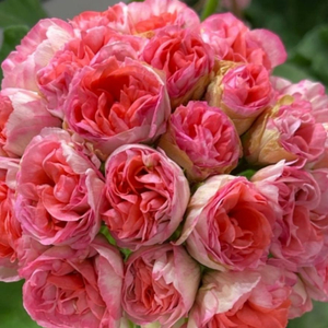 제라늄 (ug 헛된말)