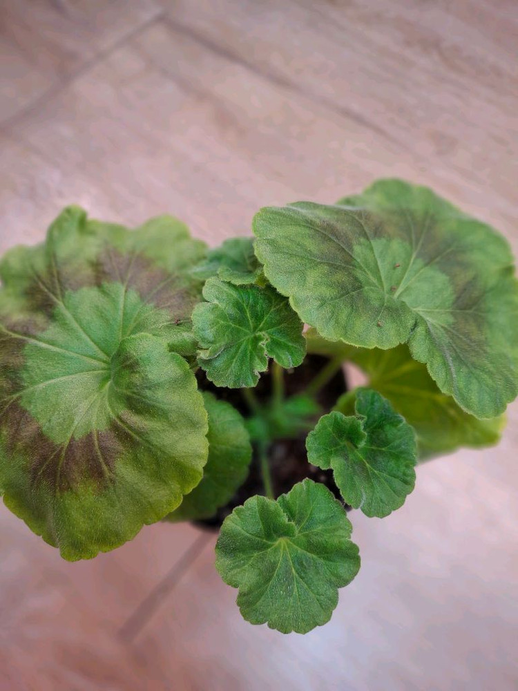 제라늄 (ug 헛된말)--1