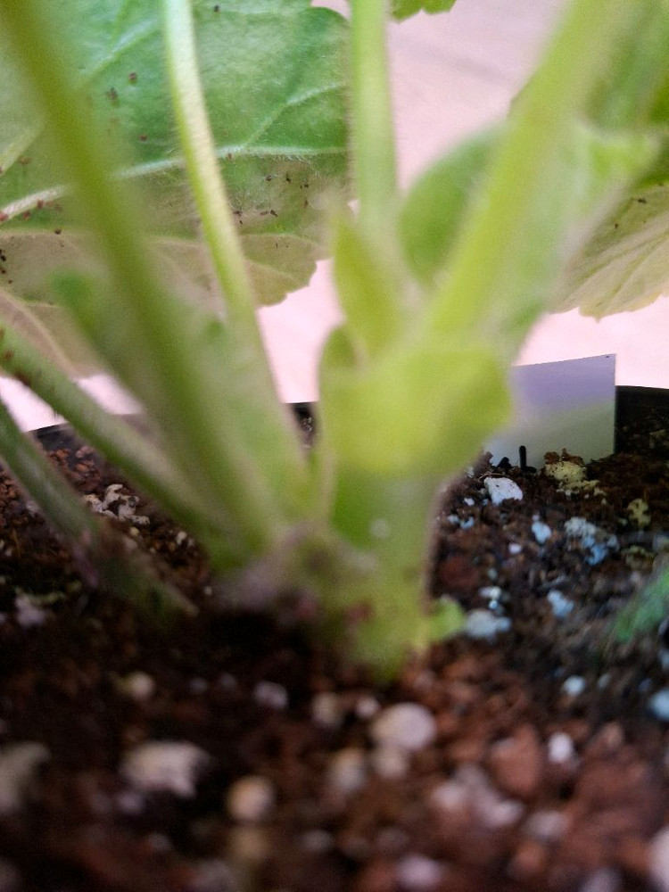 제라늄 (ug 헛된말)--2