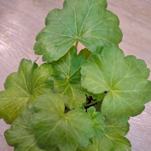 제라늄 (ug 라이벌)