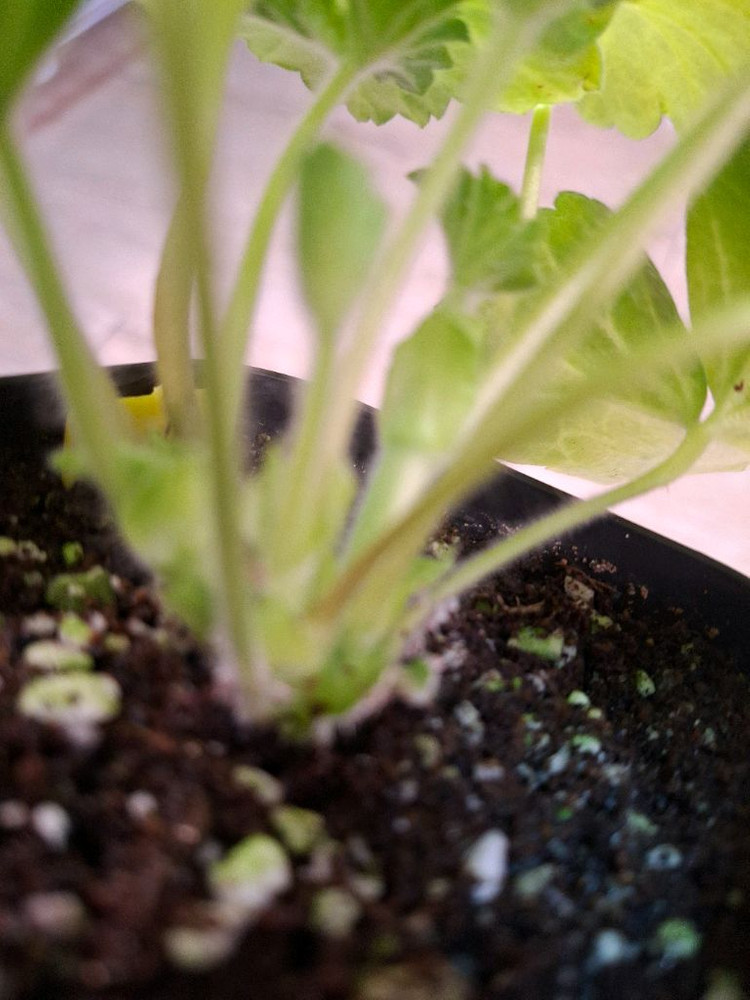 제라늄 (ug 라이벌)--1