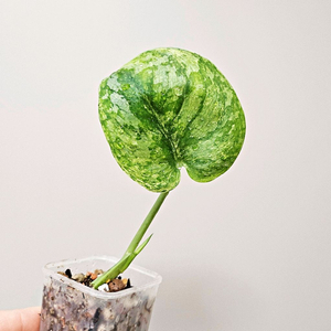 스킨답서스 엑조티카 템베가