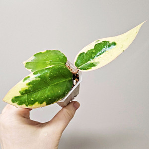 호야 버티실라타 팡레이