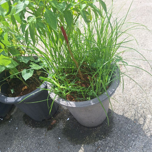 쌀10kg전라도쌀경상도쌀,상등급품인증쌀20KG엿기름보리싹건조100g당1000원씩