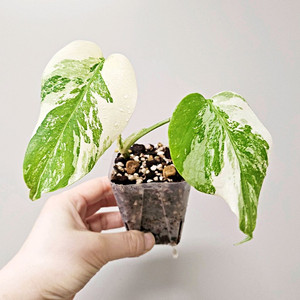 몬스테라 알보 바리에가타