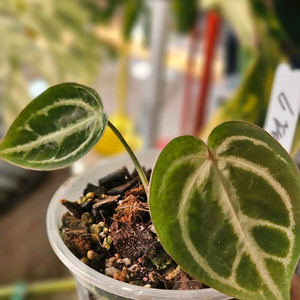 안스리움 매그니피컴/닥터블락 미쉘자라 ㅡ매그미쉘