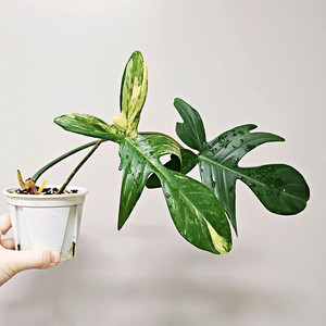 필로덴드론 플로리다뷰티 바리에가타