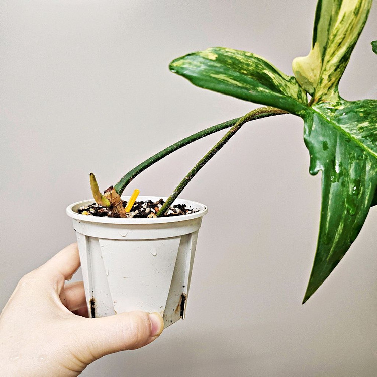 필로덴드론 플로리다뷰티 바리에가타--1