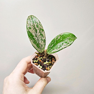 호야 푸비칼릭스 핑크고스트