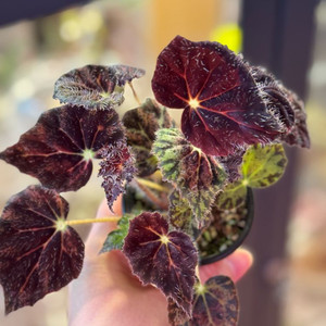 나이트아이 베고니아