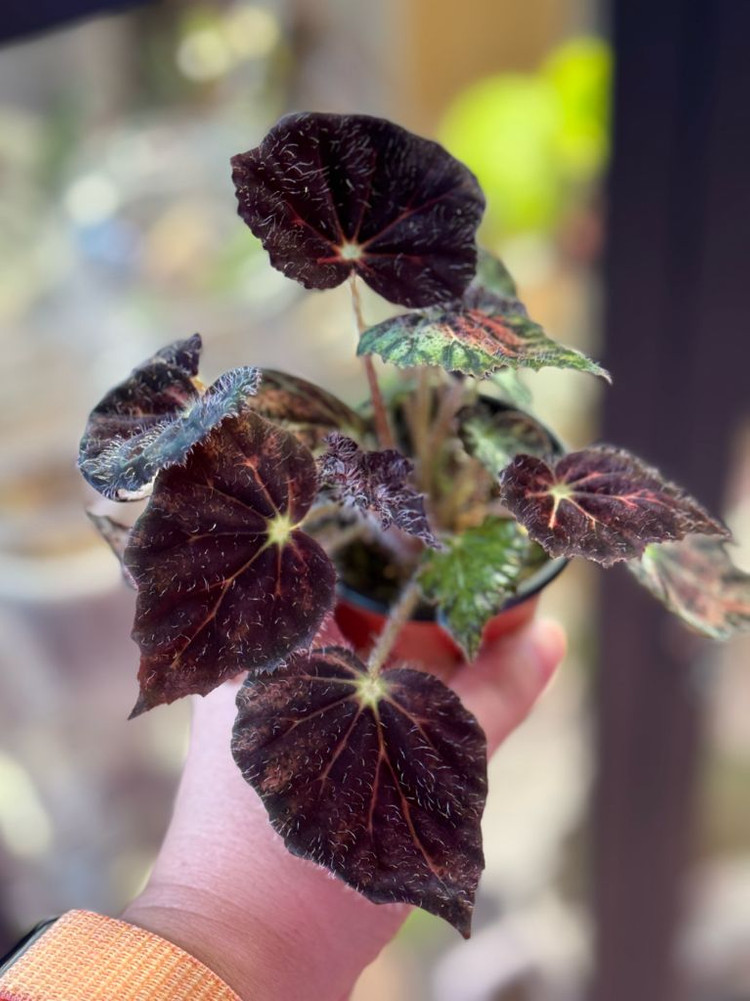 나이트아이 베고니아--2