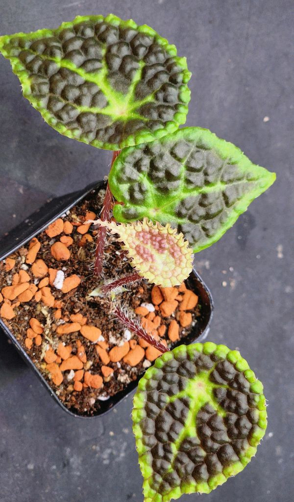 베고니아 u690--2