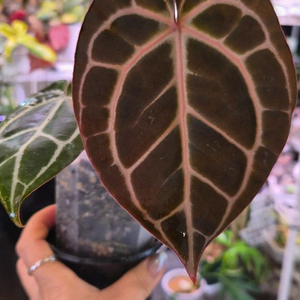 안스리움 미나하사