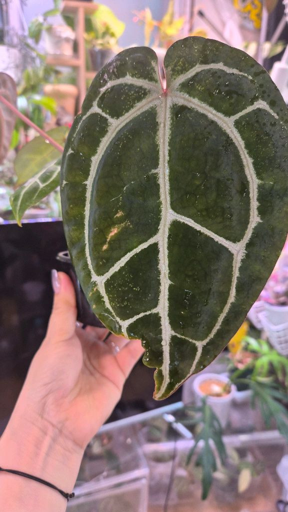 안스리움 미나하사--1