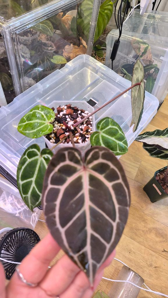 안스리움 미나하사--2