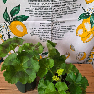 제라늄 2종분양 ㅡ 시크그랑프리 ㆍ제우스의 꽃