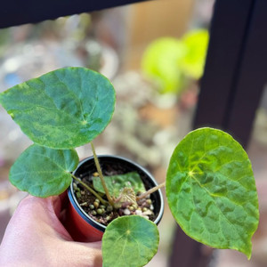 베고니아 푸토엔시스