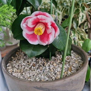 우노포동백 나무