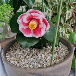 우노포동백 나무