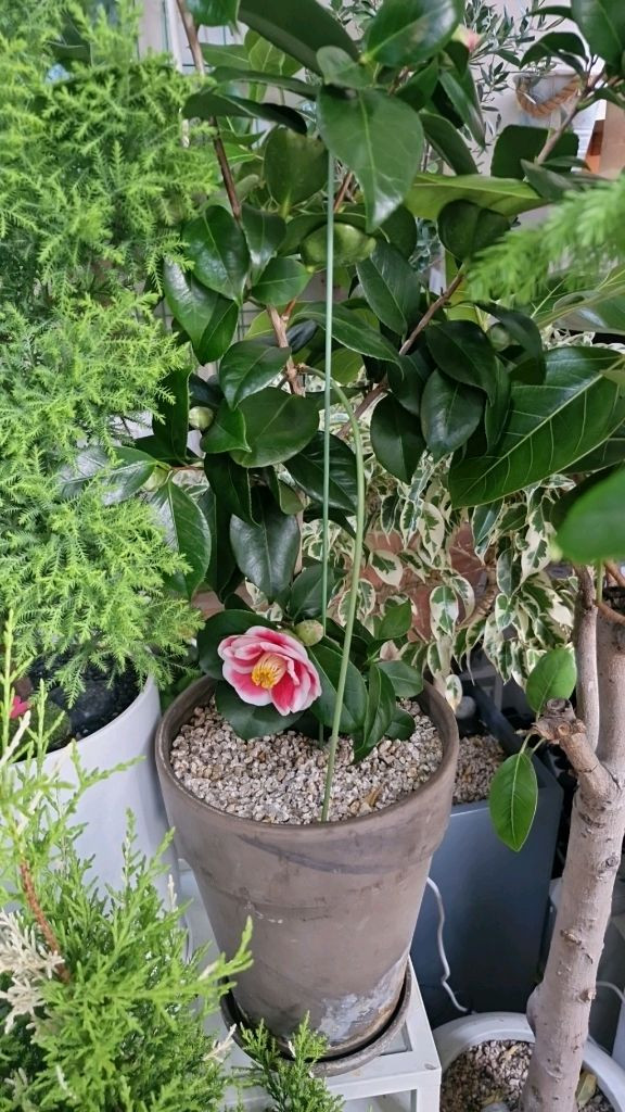 우노포동백 나무--1