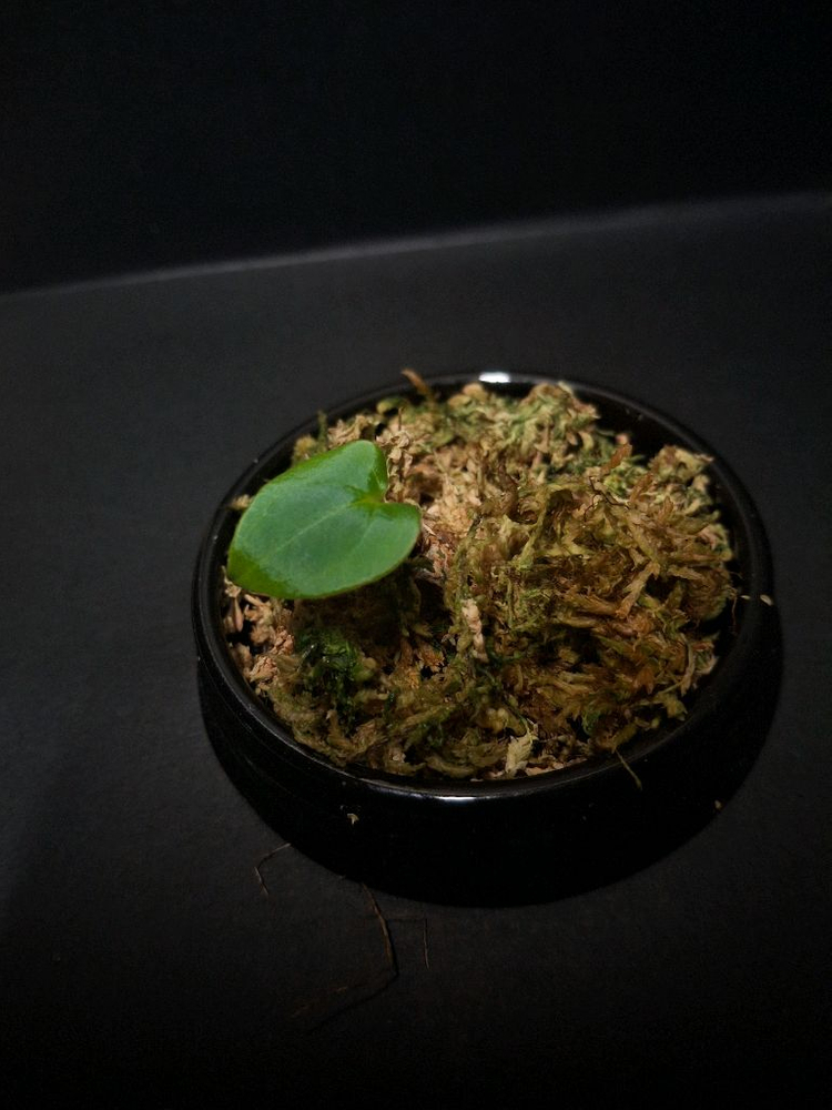 안스리움 구나얄라#2--1