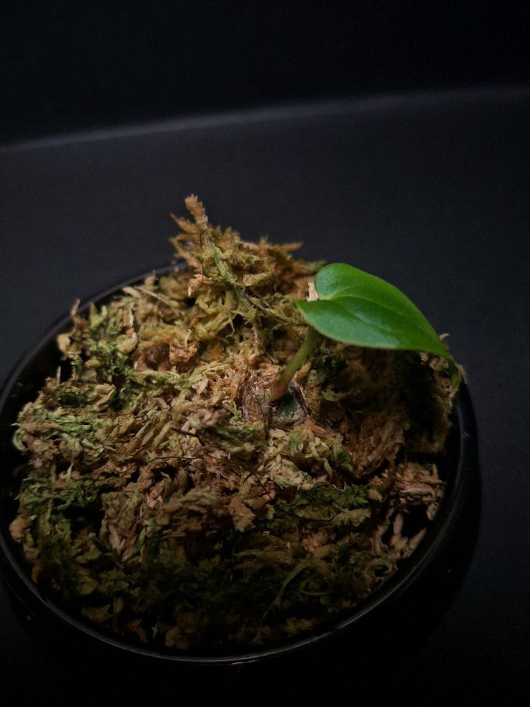 안스리움 구나얄라#2--2